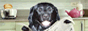 Monas Hunde Home Page