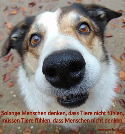 Foto mit Hundespruechen