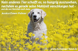 Foto mit Hundespruechen