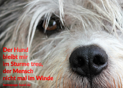 Foto mit Hundespruechen