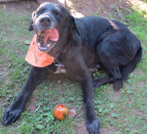 Foto Hunde Apfel Hund