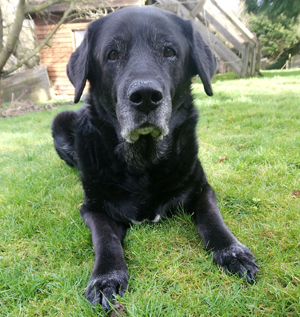 Hundefotos Hunde - Bürohunde