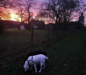 Hundefotos Hunde - Bürohunde