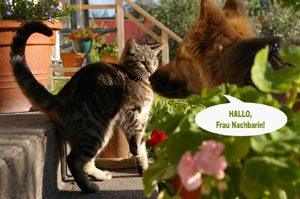 Fotomontagen Hund Dog