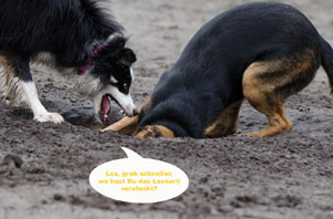 Fotomontagen Hund Dog