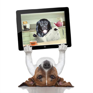 Fotomontagen Hund Dog