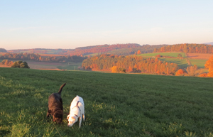 Foto Hunde Gassi gehen