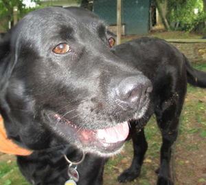 Foto Hunde