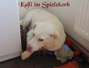 Hund Foto